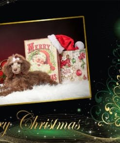 Photo Makers Christmas Cards